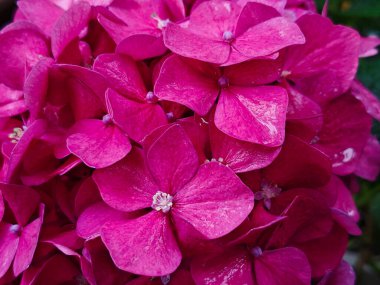 Canlı Magenta Hydrangea Çiçek Kümesi Hassas Yapraklı