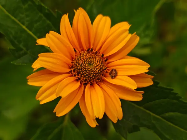 Petal 'da Küçük Böcekli Canlı Turuncu Heliopsis Çiçeği
