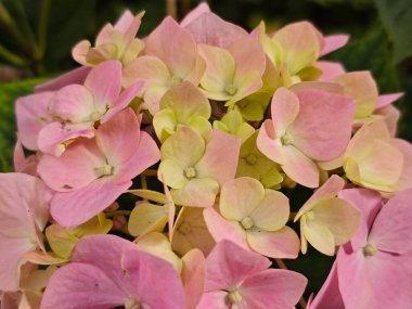 Pastel Pembe ve Kireç Yeşil Ortanca Çiçekleri