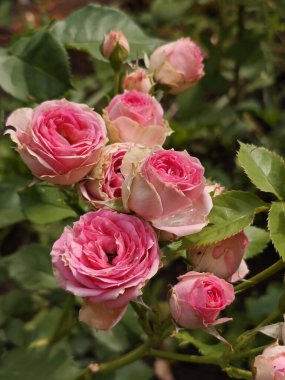 Doğal Işıkta Çiçek açan Pembe Bahçe Güllerinin Yakın Çekimi