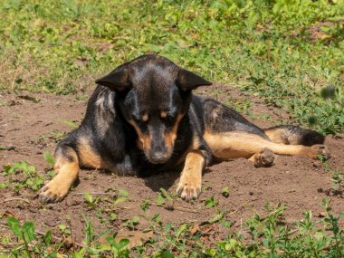 Siyah ve esmer bir köpek sıcak toprakta gevşemiş.