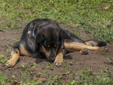 Siyah ve esmer bir köpek başı eğik kir içinde yatar.