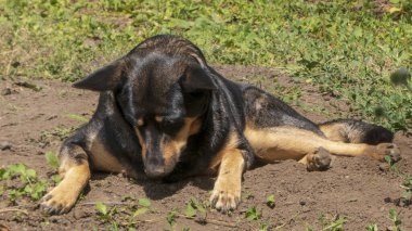 Siyah ve esmer bir köpek sıcak toprakta gevşemiş.