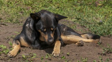 Rahat, siyah ve esmer bir köpek bir toprak parçasında dinleniyor.