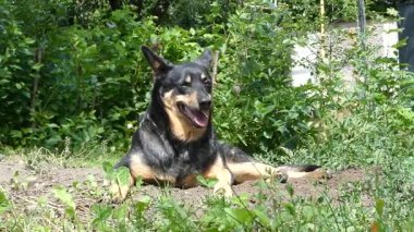 Rahat bir köpek, yemyeşil bir bahçede güneşin tadını çıkarıyor.