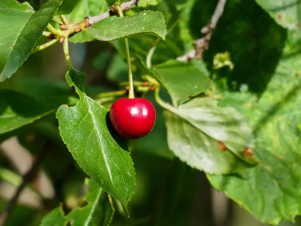 Parlak kırmızı kiraz yemyeşil bir ağaç dalında olgunlaşıyor.