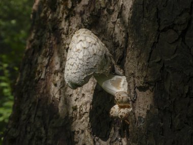 Shaggy Ink Cap Mantarı Ormanın Güneş Işığında Ağaç Gövdesinde büyüyor