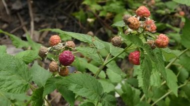 Bahçedeki bir çalılıkta olgunlaşan kırmızı ahududu yakın plan.