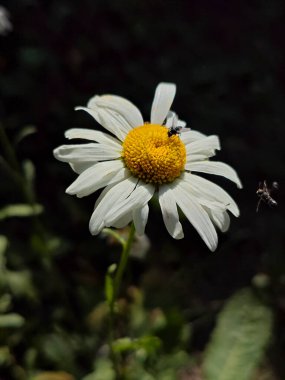 Koyu arkaplanda iki böcek olan parlak bir papatya.