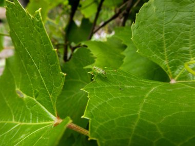 Küçük Yeşil Çekirge Parlak Yeşil Yaprakta Harmanlanıyor