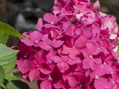 Canlı pembe bir ortancaya yakın çekim. Çiçek açmış, sayısız narin çiçeklerini sergiliyor..