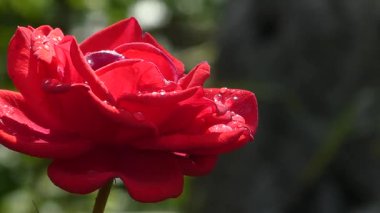 Doğal Güneş Işığında Parlayan Yağmur Damlalarıyla Kırmızı Gül