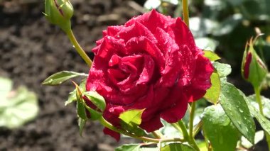 Canlı Kırmızı Gül Çiçeği Yağmur Damlaları ve Budding Refakatçileri