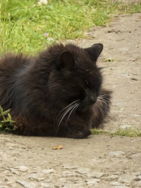 Yumuşak tüylü kara kedi Kirli bir yolda dinleniyor.