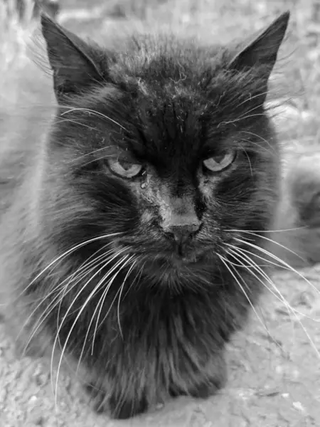 Kabarık tüylü, sert görünümlü bıyıklı bir kedinin siyah beyaz portresi..