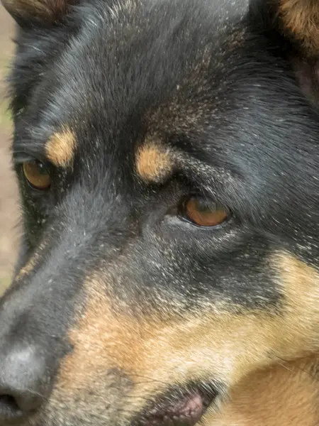 Uyarı Siyah ve Tan Köpeğinin Yüzünün Yakın Çekim Portresi.