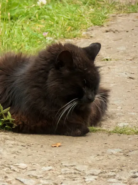 Yumuşak tüylü kara kedi Kirli bir yolda dinleniyor.