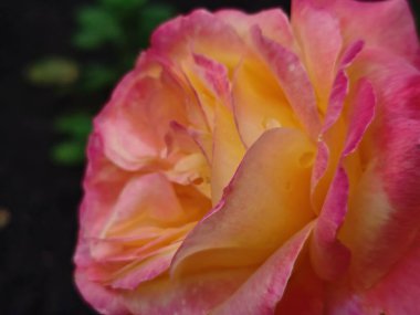 Pembe Kenarlı ve Sarı Merkezli Güzel Çift Renkli Gül 'ün Yakın Çekimi.