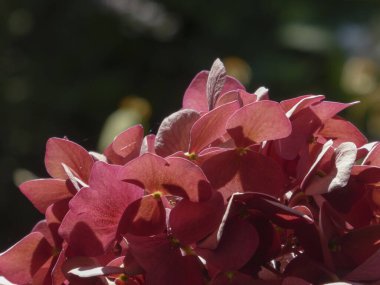 Yumuşak odak noktasında güneş tarafından öpülen kırmızı ortanca yaprakları.