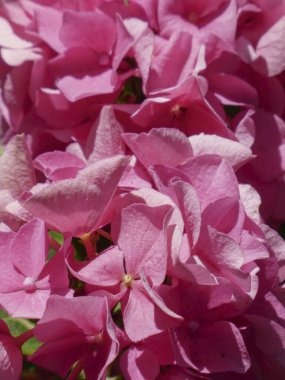 Parlak pembe ortanca yapraklarının detaylı görüntüsü.