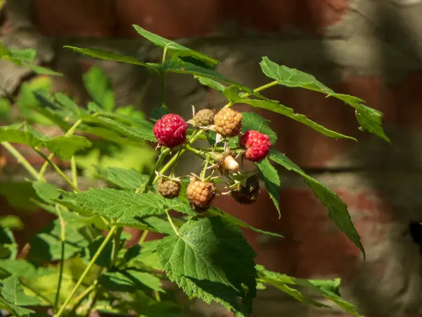 Taze olgunlaşmış ahududu, gün ışığında bir çalıda..