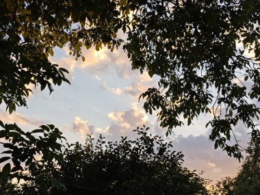 Koyu Ağaç Yaprakları Altından Saat Gökyüzünü Çerçeveledi.