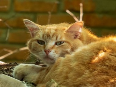 Yarı kapalı gözlü, uykulu kızıl kedi güneşin altında güneşleniyor..