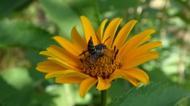 Bir Mason Arısı Polen Arısı Arısı Arısı ve Sarı Heliopsis Çiçeği Üzerinde Bir Yaz Bahçesinde Nektar