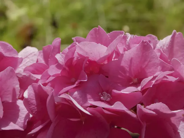Yumuşak yeşil arkaplanı olan canlı pembe ortanca yapraklarının yakın çekimi.