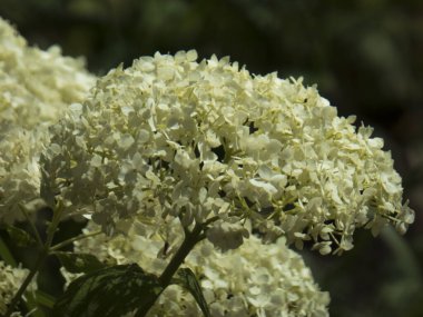 Güneş Işığında Büyük Beyaz Ortanca Paniklemesinin Yakın Çekimi.