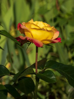 Güneşli bir günde canlı sarı ve kırmızı gül tam çiçeklendi..
