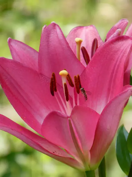 Hoverfly Polen Toplayan Pembe Zambak Çiçeği.