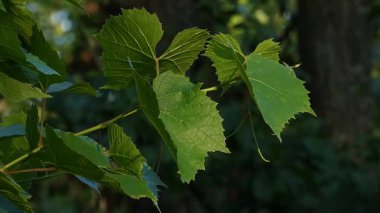 Canlı Yeşil Üzüm Yaprakları Gün Işığında Yavaşça Sallanıyor
