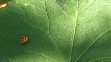 Siyah benekli bir uğur böceği parlak güneş ışığında yeşil bir yaprak boyunca yürür.