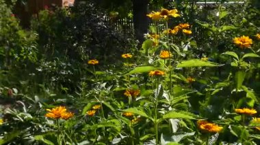 Parlak sarı çiçeklerin usulca sallandığı canlı bir yaz bahçesi sahnesi