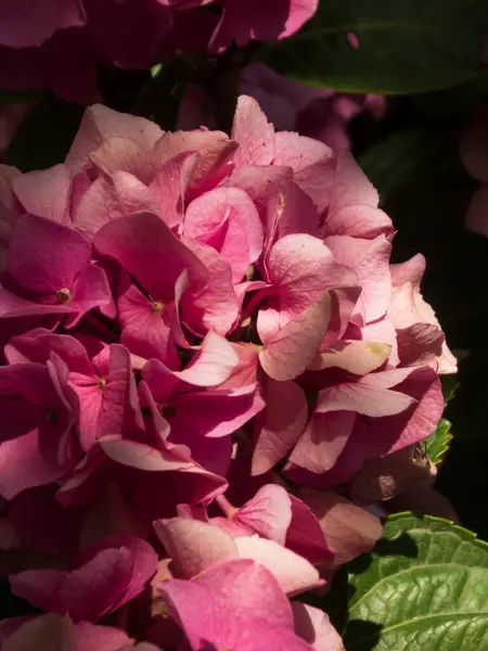 Zengin desenli yemyeşil ortanca yapraklarının yakın çekimi.