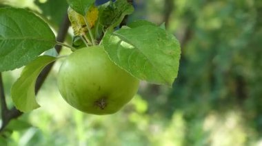 Meyve bahçesinde yemyeşil yaprakları olan bir ağacın dalında asılı duran tek bir yeşil elma resmi..