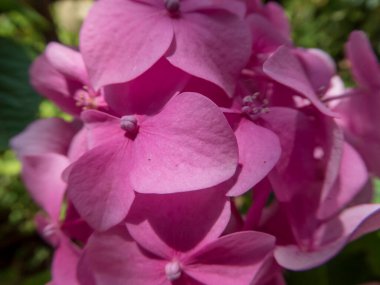 Yakın plan pembe ortanca çiçekleri..