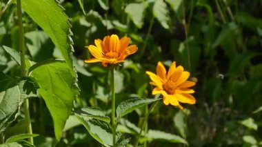 Parlak Sarı Çiçekler Yaz Rüzgarında Yavaşça Sallanıyor