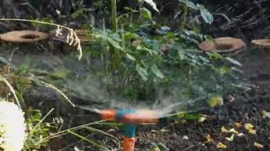 Güneşli bir günde yemyeşil bir bitkiyi yemyeşil bir bahçede sulamak.