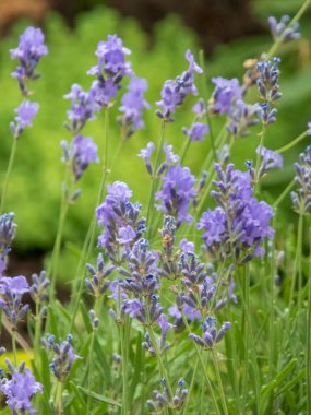 Çiçek açmış narin mor lavanta çiçeklerinin yakın çekimi..