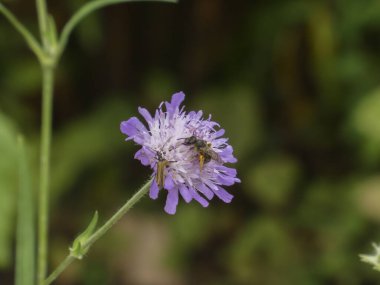 Yakın çekim, meşgul bir arıyı yakalar ve başka bir böcek etkin bir şekilde mor bir scabiosa çiçeğini döller, doğanın karmaşık ekosistemini ön plana çıkarır..
