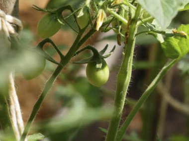 Güneş ışığında bir bitkinin üzerindeki küçük, olgunlaşmamış domateslere yakın çekim.
