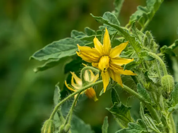 Canlı sarı domates yemyeşil yaprakların arasında çiçek açar..