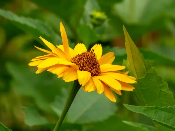 Canlı, tek sarı bir çekirdek tohumu çiçek açmış..