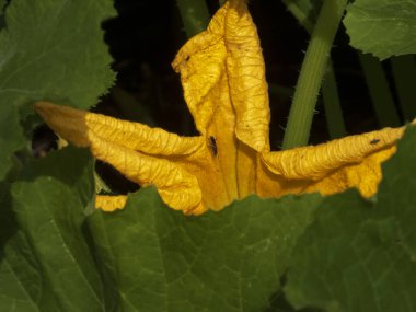 Sarı kabak çiçeği, yeşil yapraklar, içinde küçük böcekler.