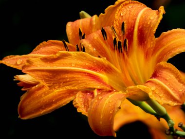 Canlı turuncu günlük, ıslak yapraklar, çarpıcı koyu arkaplan.