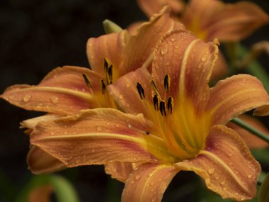 Canlı turuncu zambaklar, çiğ taneli yapraklar, vurucu karanlık arka plan.