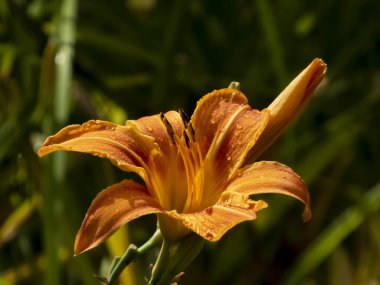 Su damlacıkları ve yeşil yapraklı canlı portakal..