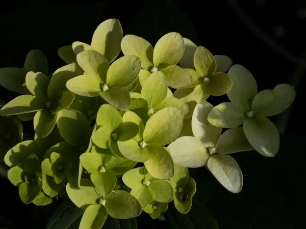 Açık yeşil ortanca çiçekleri koyu arkaplan